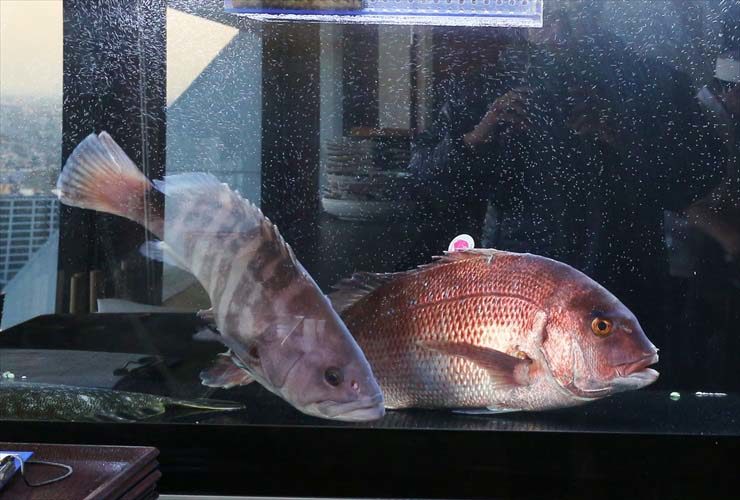 中野区　複合施設　日本料理店 活魚水槽　販売　設置事例 水槽画像２