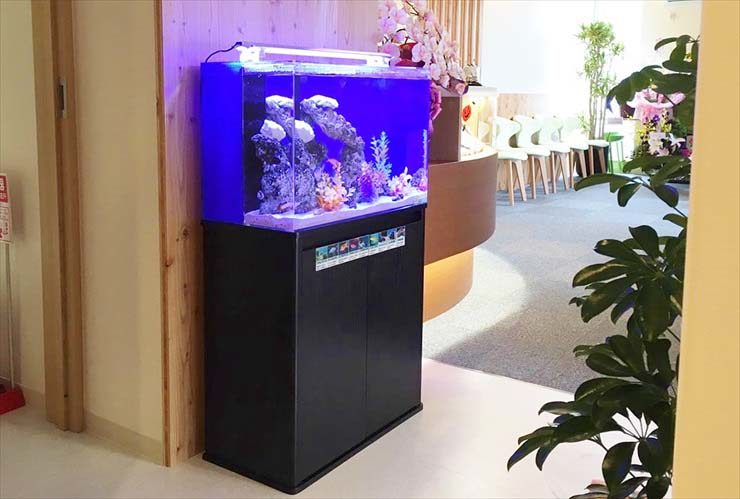 歯科口腔外科クリニック 入口 60cm海水魚水槽 レンタル事例 水槽画像2