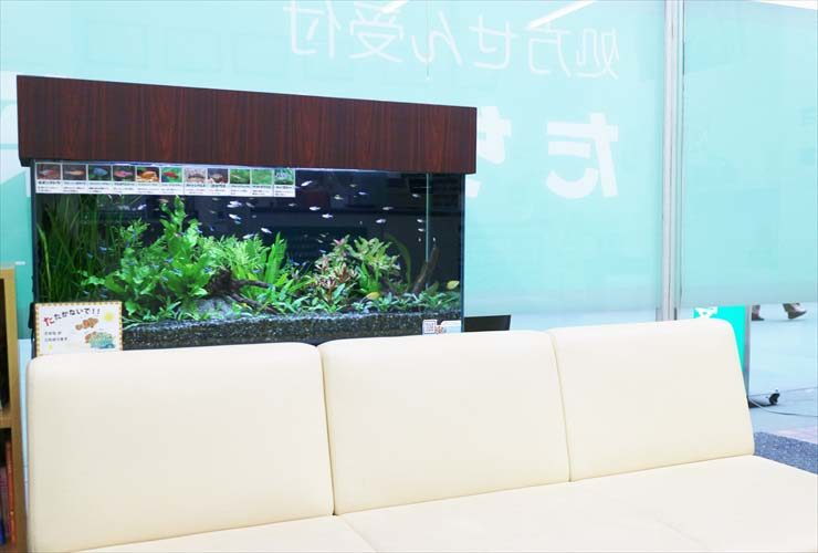 墨田区 薬局の待合室 淡水魚水槽のレイアウトリニューアル事例 水槽画像2