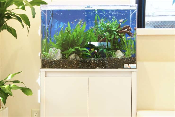 大田区 眼科 待合室 60cm淡水アクアリウム レンタル事例 水槽画像3