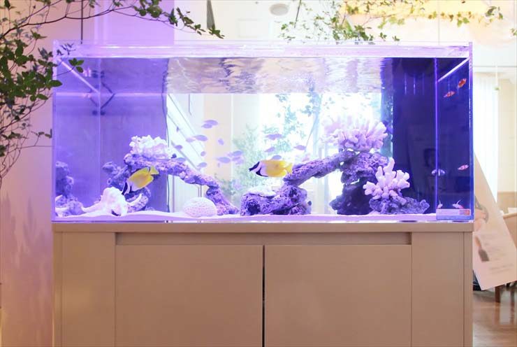 銀座　イベント　大型海水魚水槽 白を基調としたアクアリウム事例 水槽画像３
