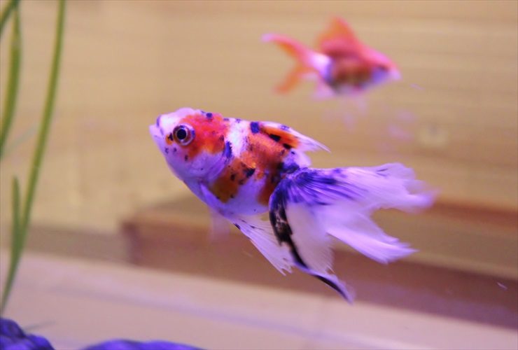 ホテル 客室 はめ込み型アクアリウム 金魚水槽販売 リニューアル事例 水槽画像3