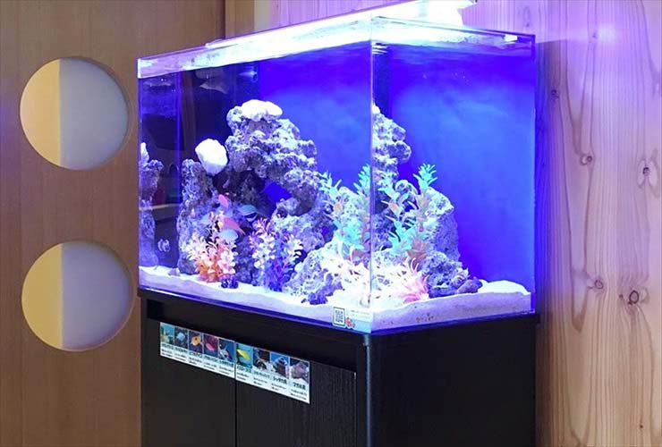 歯科口腔外科クリニック 入口 60cm海水魚水槽 レンタル事例 水槽画像3
