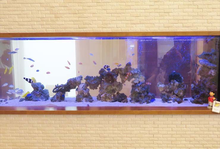 整形外科 待合室 大型海水魚水槽メンテナンス レイアウトリニューアル事例 水槽画像3