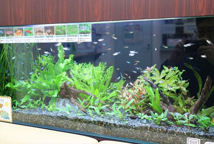 墨田区 薬局の待合室 淡水魚水槽のレイアウトリニューアル事例 水槽画像3