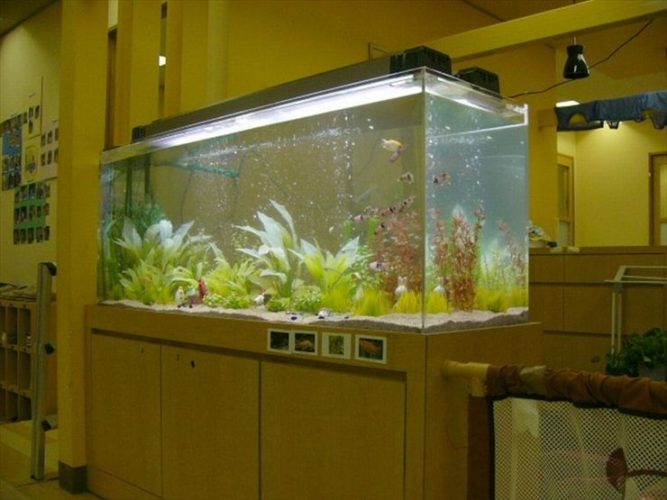 神奈川県横浜市 幼稚園様 150cm淡水魚水槽 設置事例のサムネイル画像