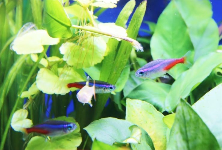 水草の間を泳ぐネオンテトラの仲間と小型熱帯魚