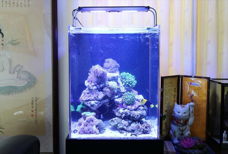 青い照明に照らされたサンゴと熱帯魚の海水魚水槽