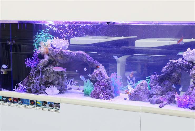 岩組と人工サンゴを配置した海水魚水槽の全景