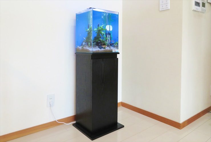 黒い水槽台に設置された青い背景の小型水槽