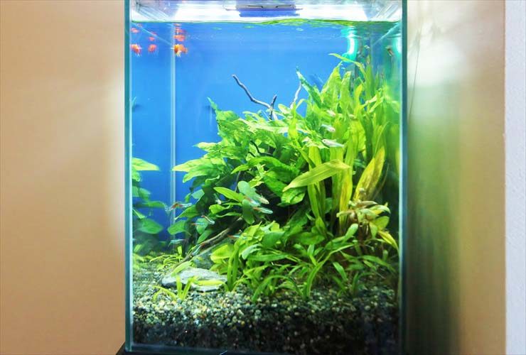 青い背景に水草が茂る小型水槽と泳ぐグッピーの仲間