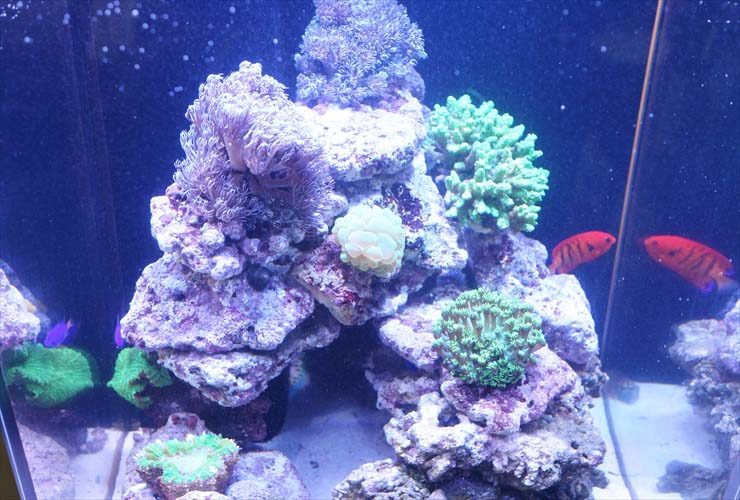 サンゴと赤い海水魚が泳ぐライブロックのレイアウト水槽