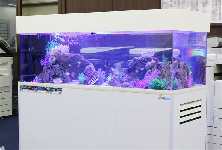 青い照明の大型海水魚水槽と白い水槽台の設置例