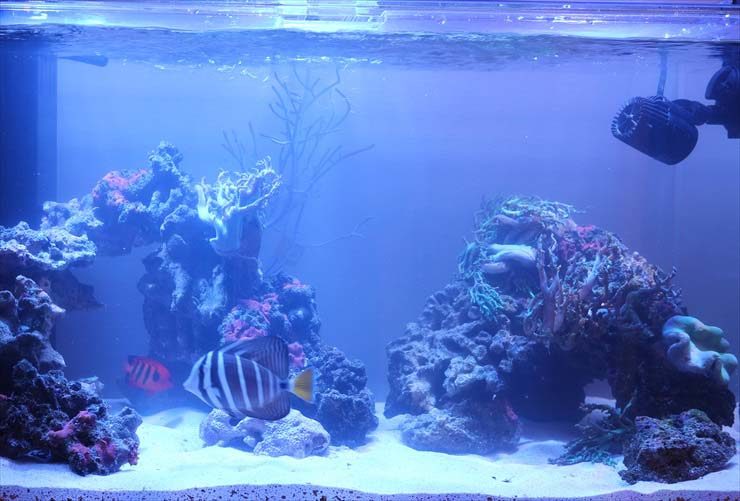 海水魚とサンゴが泳ぐ青い照明の海水水槽レイアウト