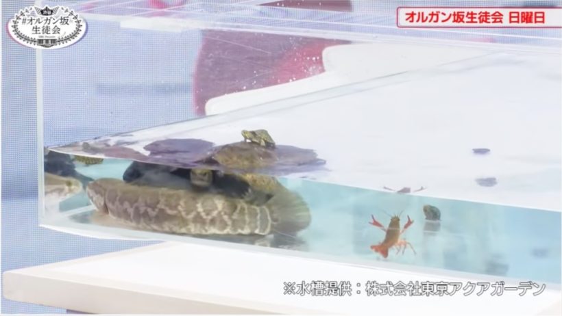 動画配信　撮影スタジオ　タッチプール　短期レンタル事例 水槽画像２