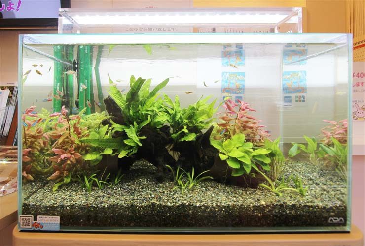 流木と水草を配置した小型カラシンが泳ぐ水槽レイアウト