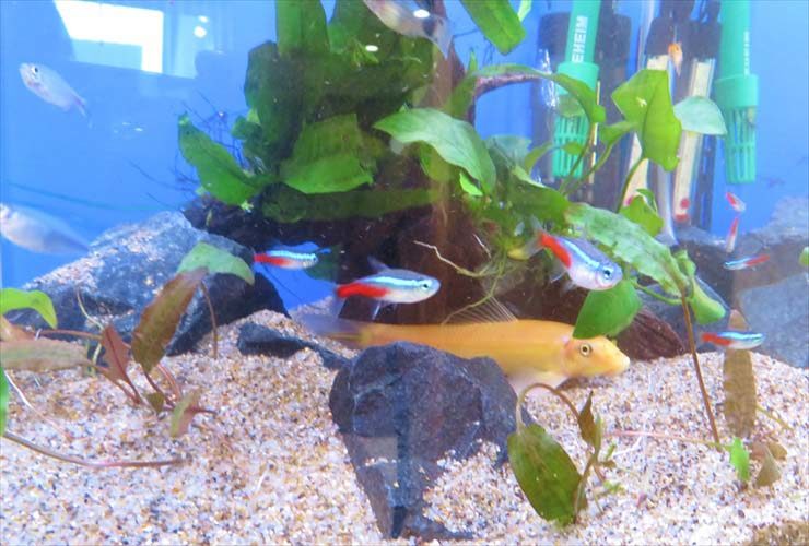 ネオンテトラの仲間と水草が泳ぐ砂底の水槽内景