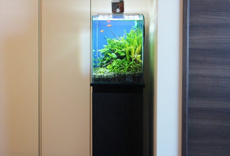 黒い水槽台に設置された水草と小型魚のハイタイプ水槽