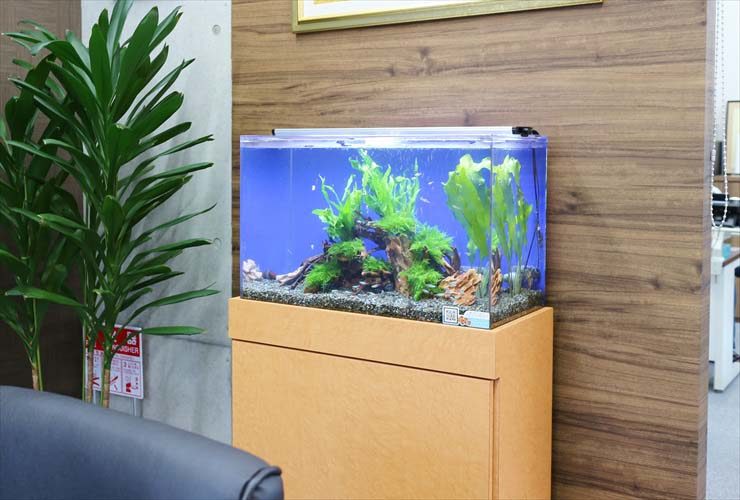 木目調の壁際に設置された水草と流木のある淡水魚水槽