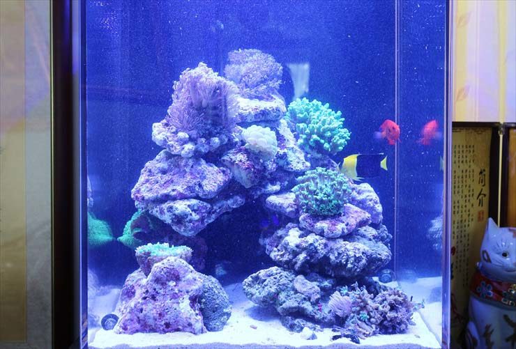 サンゴと海水魚が泳ぐ青い照明の小型海水水槽