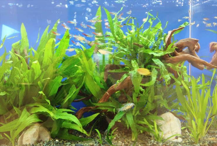 流木と水草が茂る水槽内を泳ぐ小型カラシンと熱帯魚群