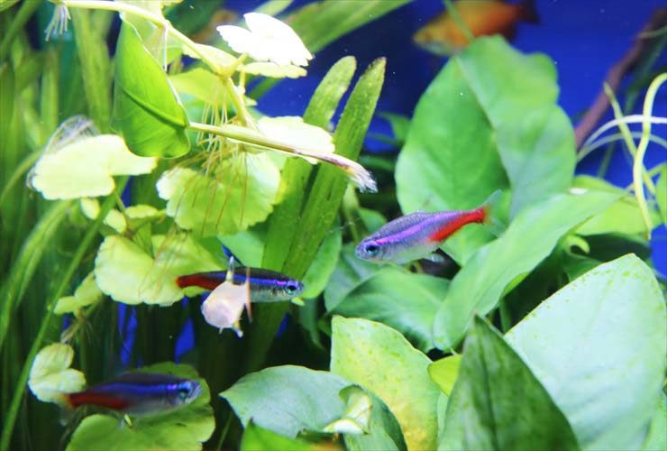 水草の間を泳ぐネオンテトラの仲間と小型熱帯魚の群れ