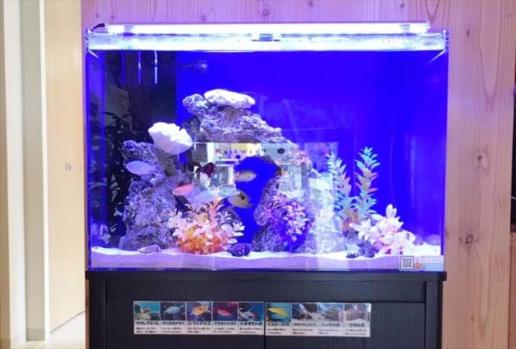 青い照明の海水魚水槽と魚の紹介パネルがある水槽台