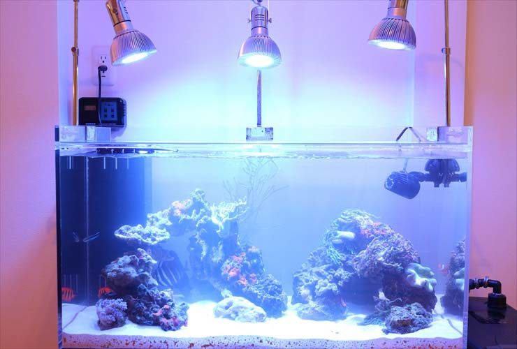 3基のスポットライトで照らされた海水魚水槽のレイアウト