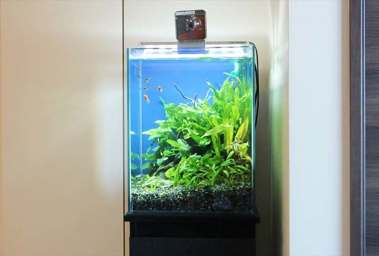 水草が茂る水槽内を泳ぐグッピーと小型カラシン