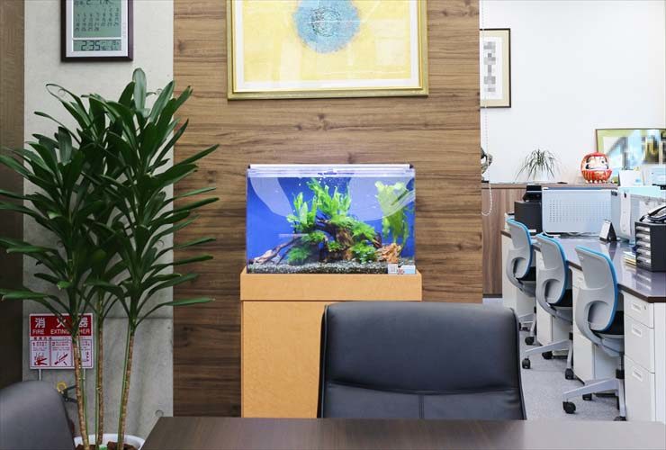 オフィスに設置された水草と流木の水槽と観葉植物