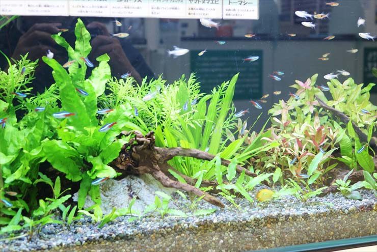 水草と流木を配置した水槽を泳ぐネオンテトラの仲間
