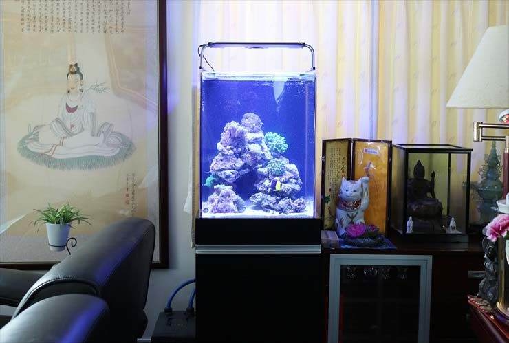 ライブロックを組んだ海水魚水槽と招き猫の置物