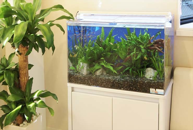 観葉植物の横に設置された水草と小型魚の熱帯魚水槽