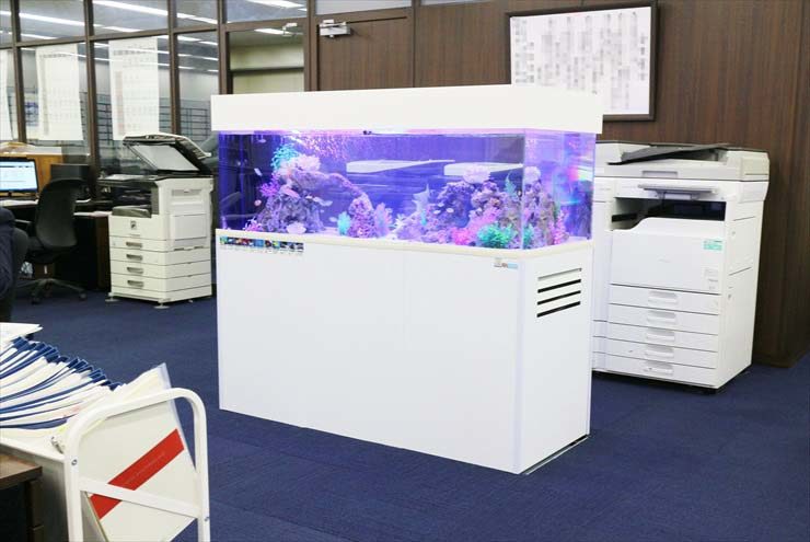 オフィスに設置された白い水槽台の海水魚水槽