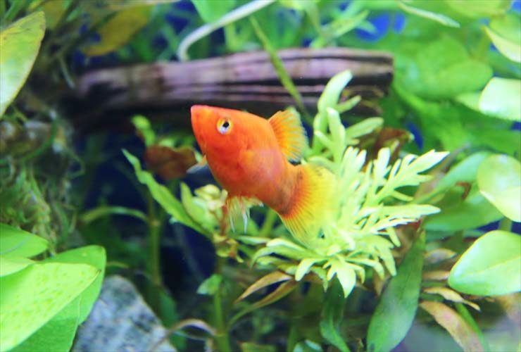水草の間を泳ぐオレンジ色の熱帯魚と流木