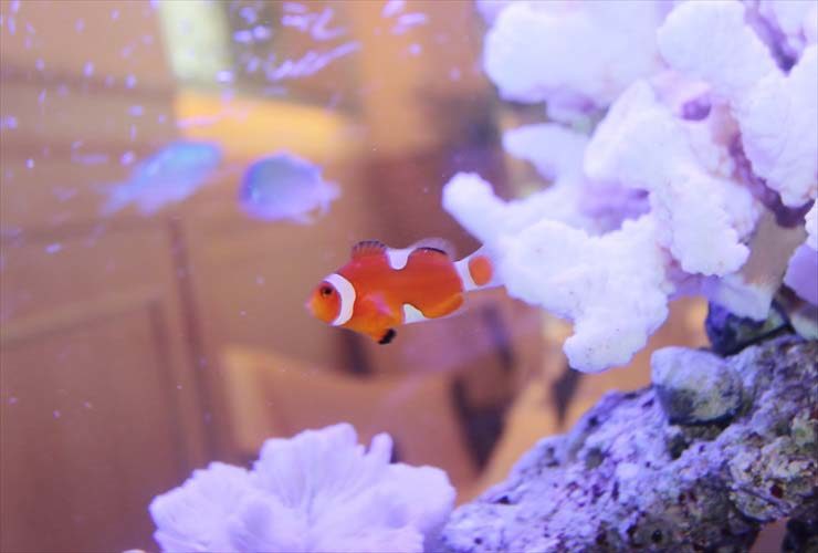白いサンゴ岩の横を泳ぐクマノミと青い海水魚の姿