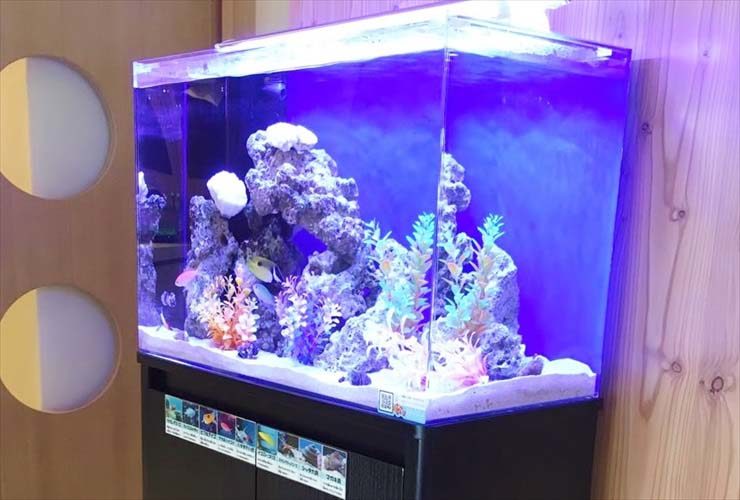 青い照明に照らされた海水魚水槽とライブロックのレイアウト
