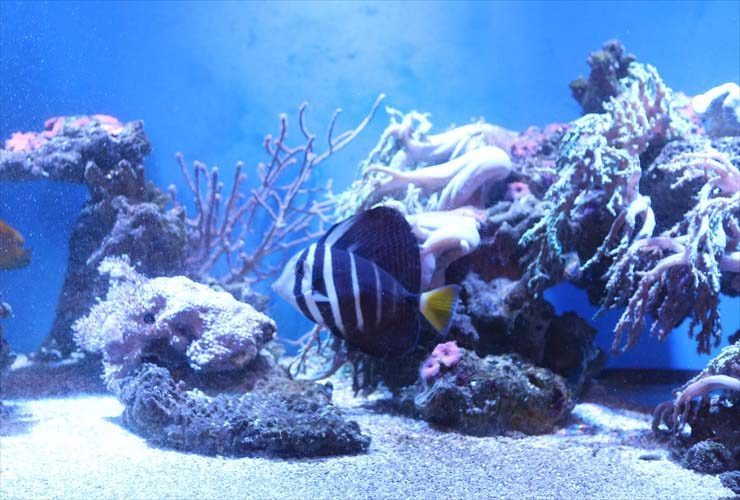 サンゴ礁を泳ぐ縞模様の海水魚とライブロックの水槽内景