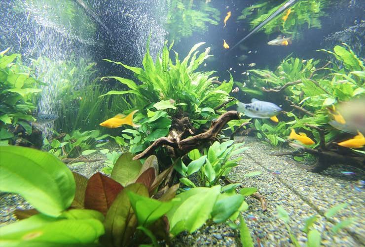 流木と水草が茂る水槽内を泳ぐ黄色い熱帯魚と小型魚群
