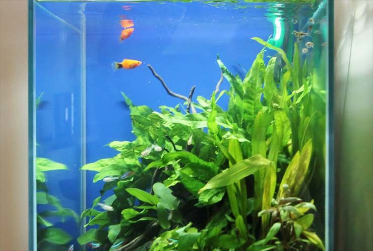 青い背景の水槽を泳ぐオレンジ色の魚と緑の水草