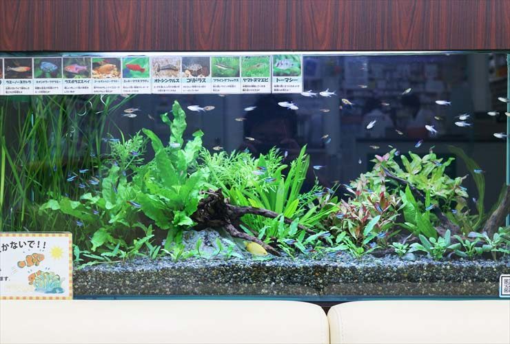 生体紹介パネルが貼られた水草レイアウト水槽の全景