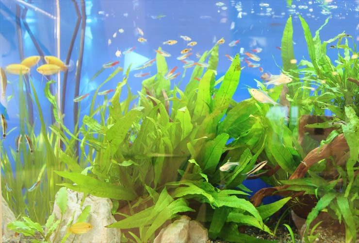 水草が茂る水槽内を泳ぐネオンテトラの仲間と小型熱帯魚