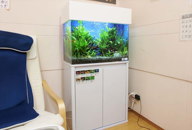 白い水槽台に設置された水草が茂る熱帯魚水槽