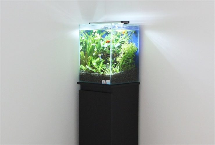 黒い水槽台に設置された水草の茂る小型水槽