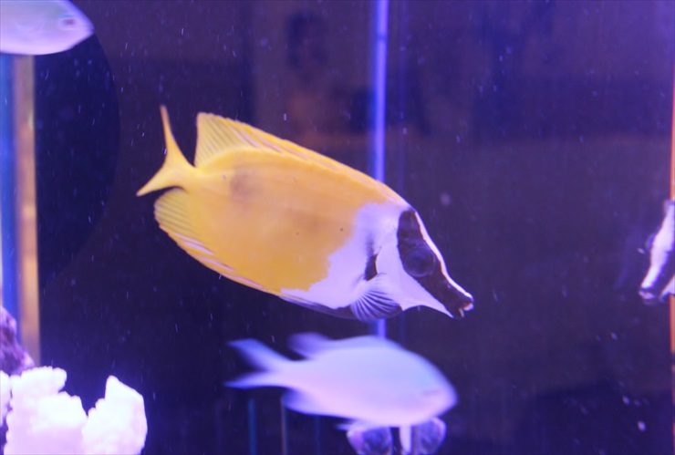青い照明の水槽内を泳ぐ黄色い海水魚と白いサンゴ