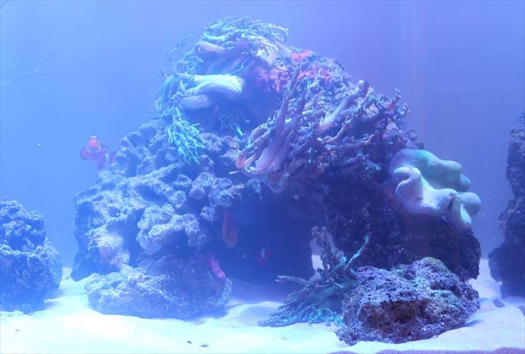 サンゴ岩の周りを泳ぐクマノミと海水魚水槽のレイアウト