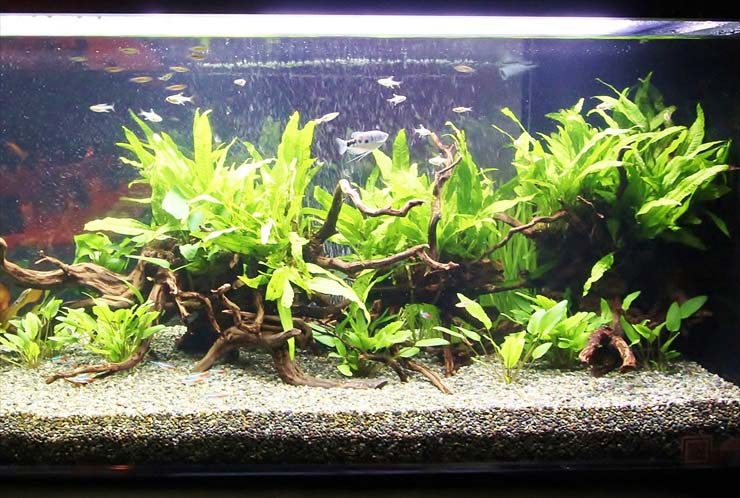 流木と水草を配置した熱帯魚水槽のレイアウト