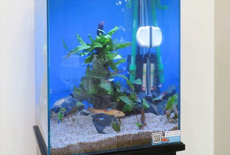 ネオンテトラの仲間と水草が泳ぐ青い背景の小型水槽