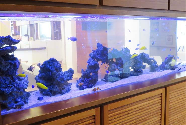 青い照明の海水魚水槽と泳ぐ色鮮やかな熱帯魚群