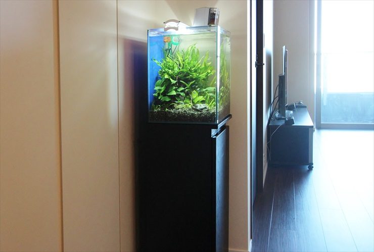 黒い水槽台に設置された水草が茂る小型の淡水魚水槽